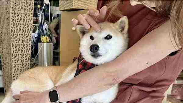 CZ回归币安疯狂上币用意何在？如何解读币安上币策略？市场未来预期如何？